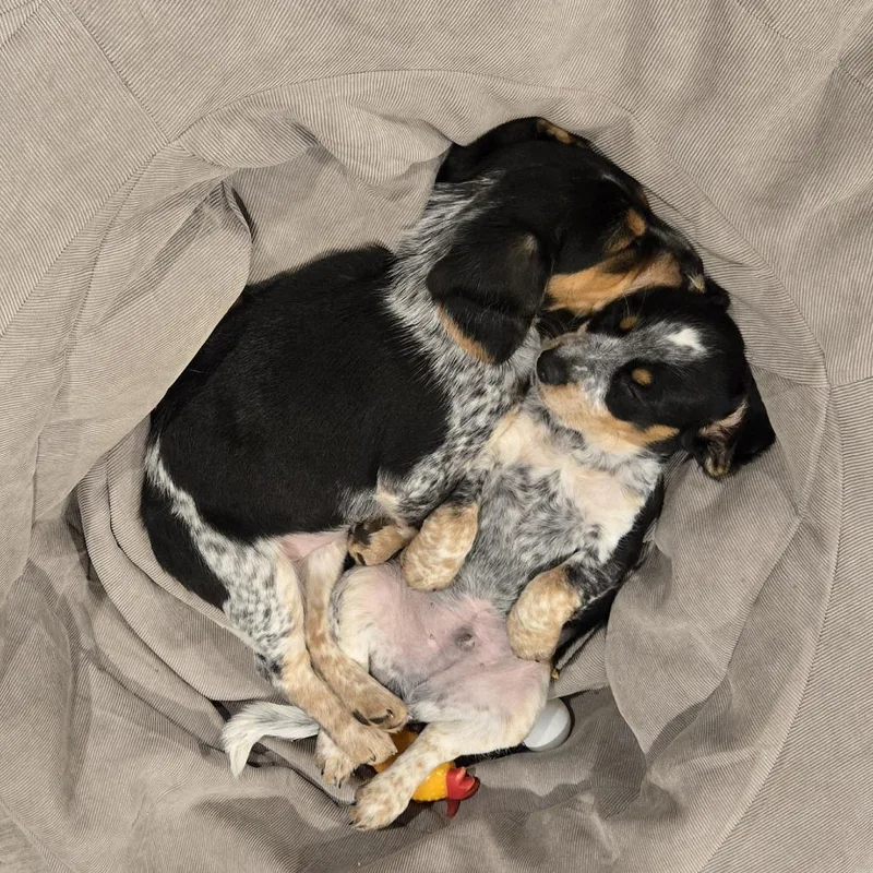 Biscuits thumbnail 3