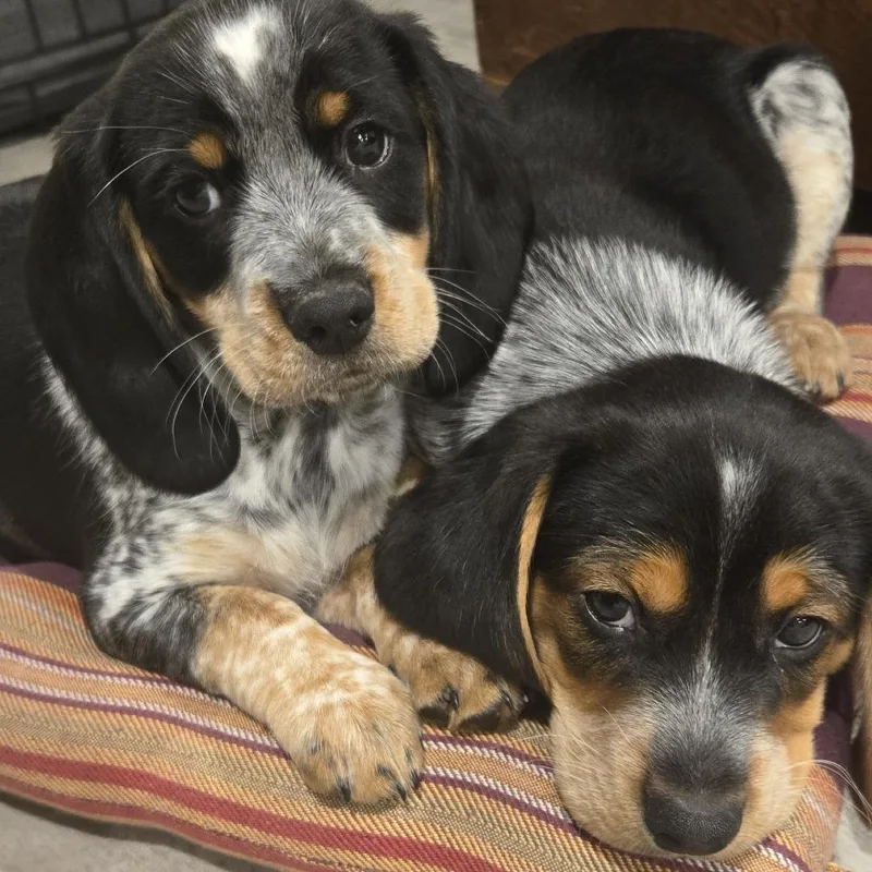 Biscuits thumbnail 4