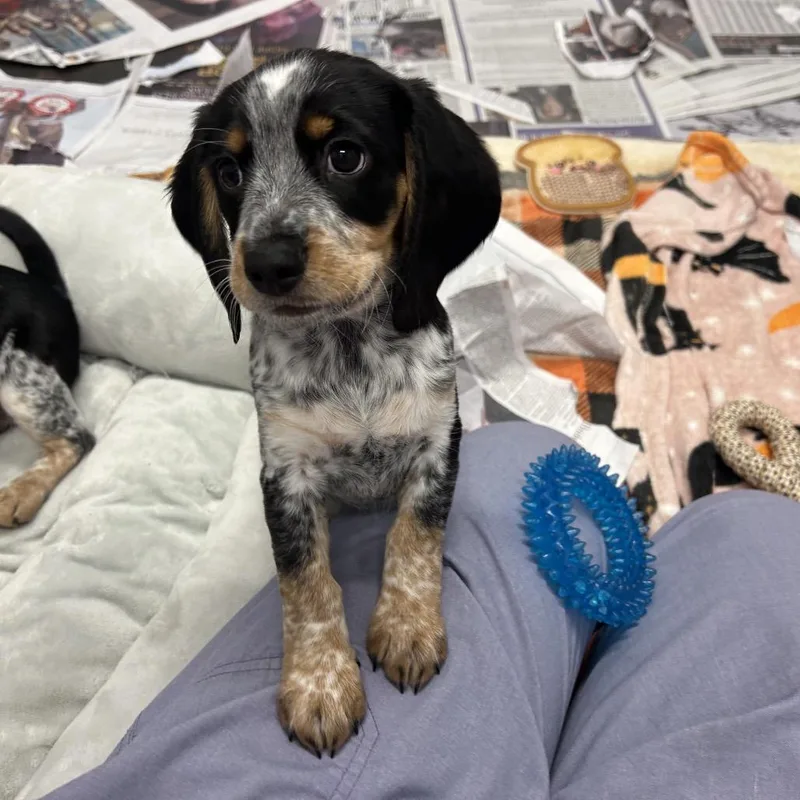 Biscuits thumbnail 5