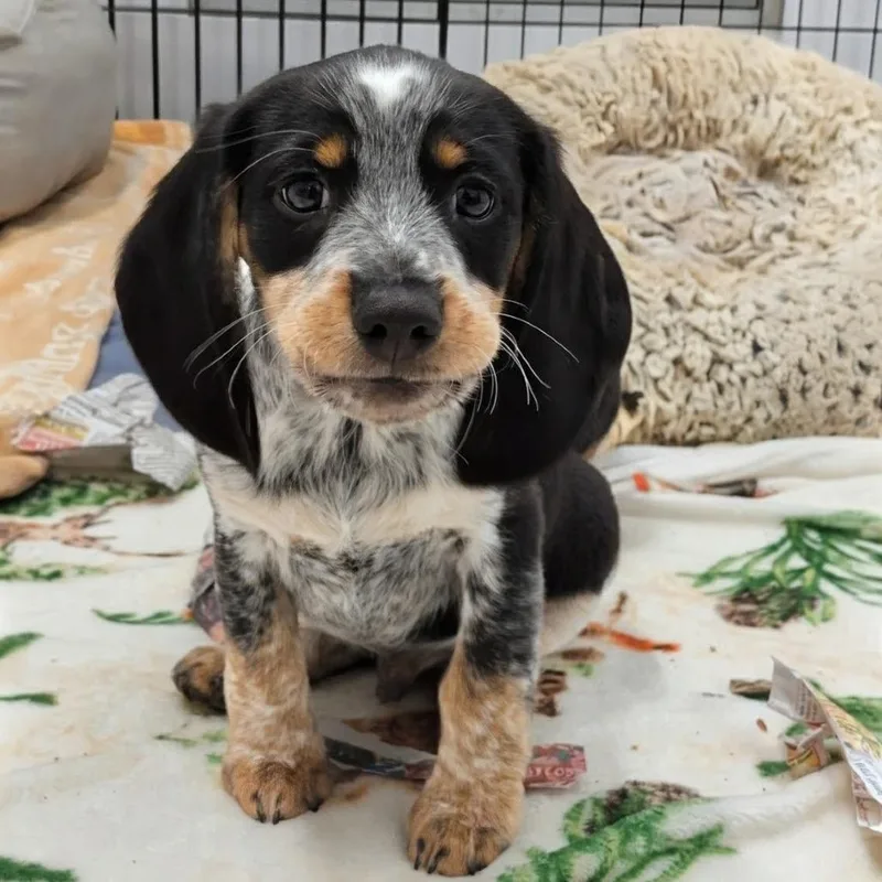 Biscuits thumbnail 6