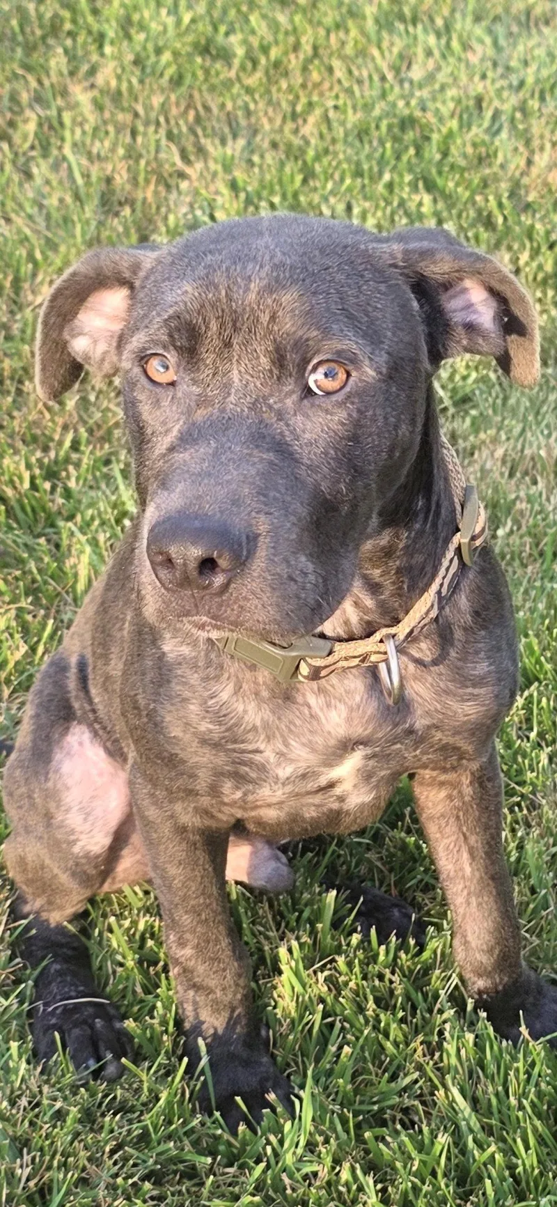 A baby medium-sized male Pit Bull Terrier dog named Bodey for adoption in Germantown, OH