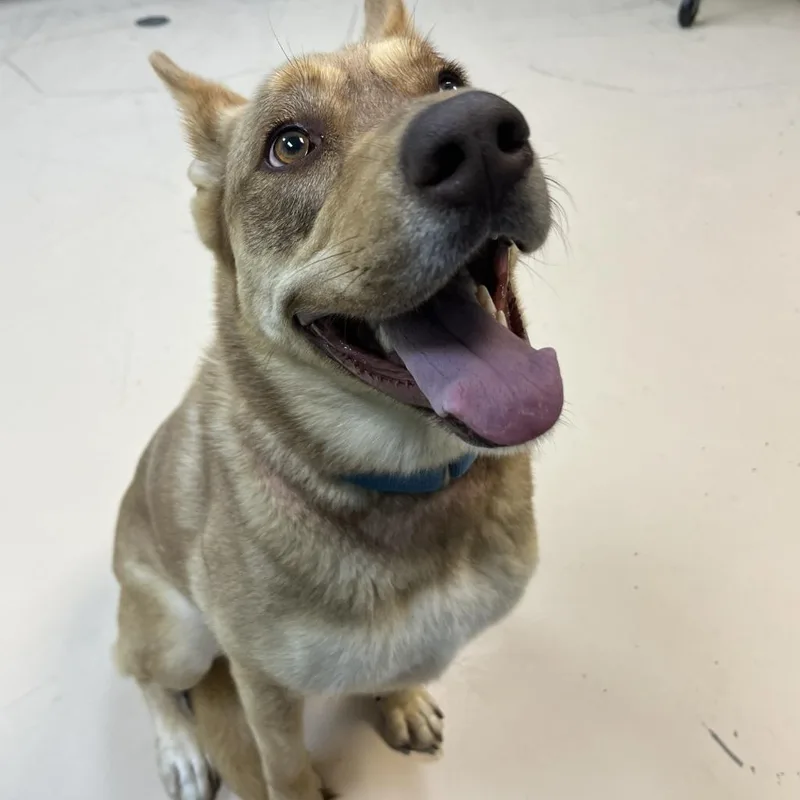 An adult medium-sized female Mixed Breed dog named Rooti Tooti for adoption in State College, PA