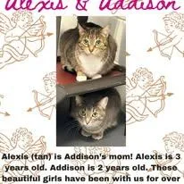 Alexis And Addison