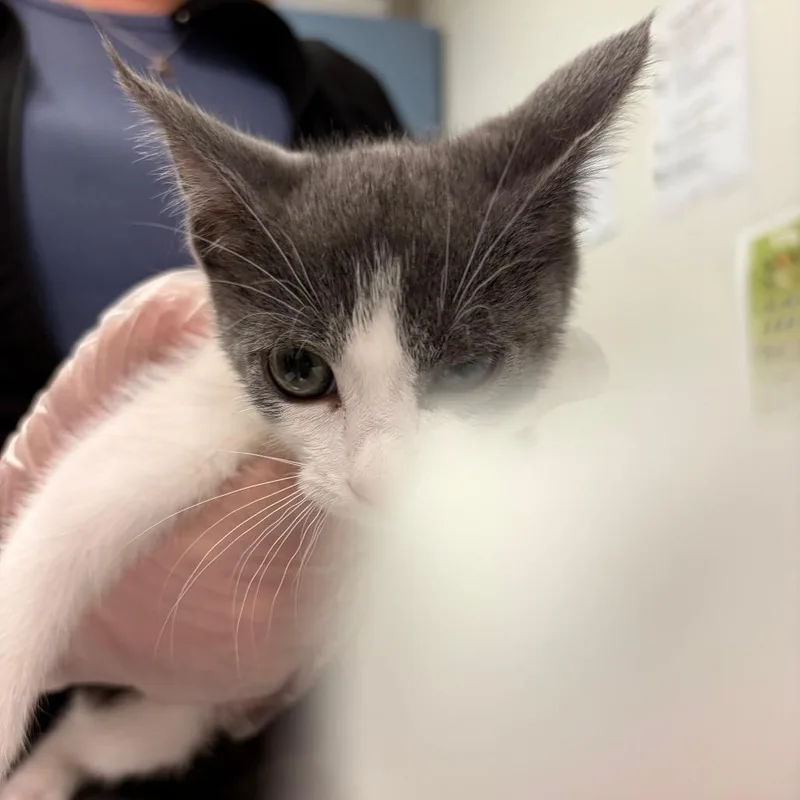 A baby small-sized male Gray / Blue / Silver Domestic Short Hair cat named Jelly Belly for adoption in Charleston, WV