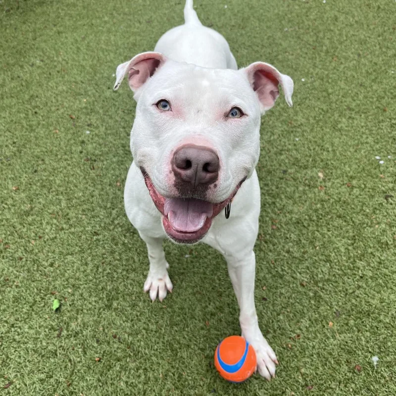 An adult large-sized male White / Cream Mixed Breed dog named Coco for adoption in Providence, RI