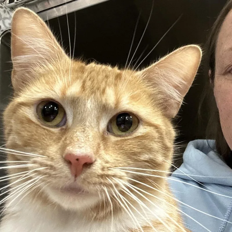An adult medium-sized female Domestic Short Hair cat named Ellison for adoption in Cumming, GA