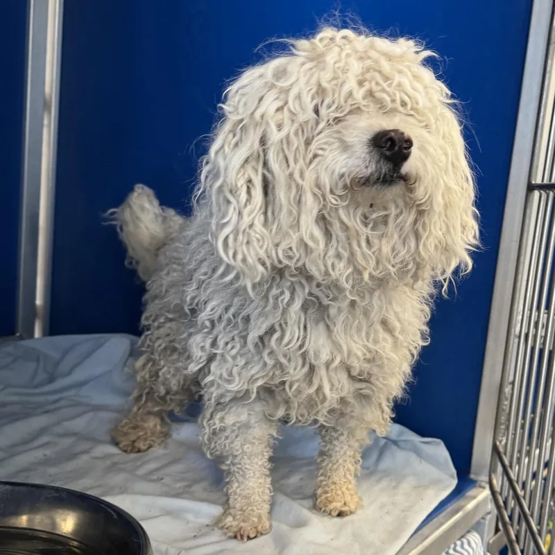 Oliver James thumbnail 2