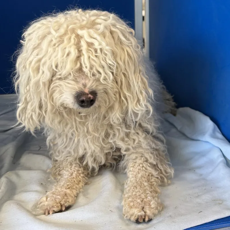 Oliver James thumbnail 4