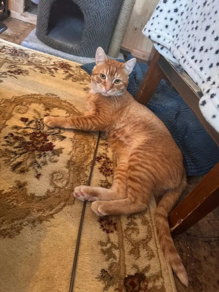 A young medium-sized male Orange / Red Domestic Short Hair cat named AL  Abernath for adoption in Battle Ground, WA