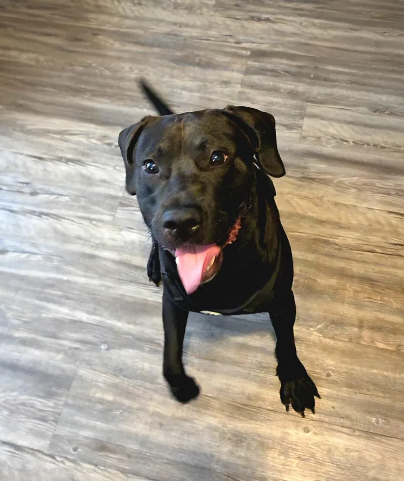 A young large-sized male Black Labrador Retriever dog named Miles for adoption in Manhasset, NY