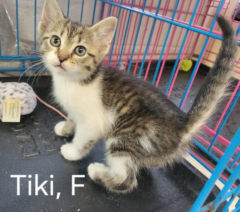 A baby small-sized female Domestic Short Hair cat named Tiki for adoption in Camden, TN