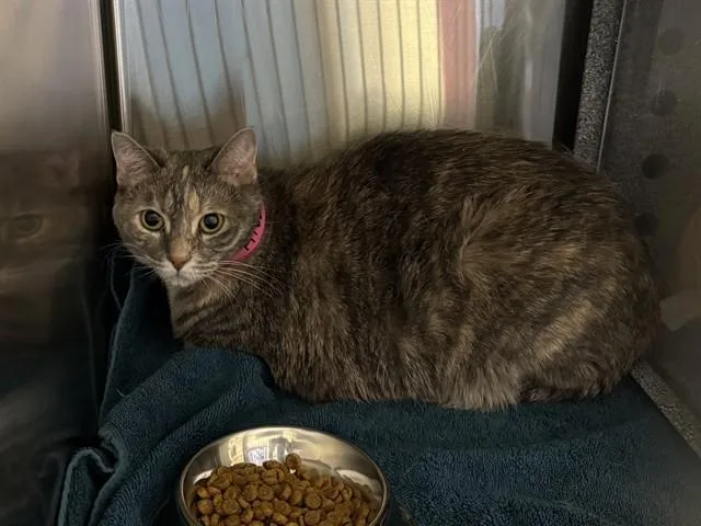 An adult medium-sized female Domestic Short Hair cat named Lola for adoption in Colorado Springs, CO
