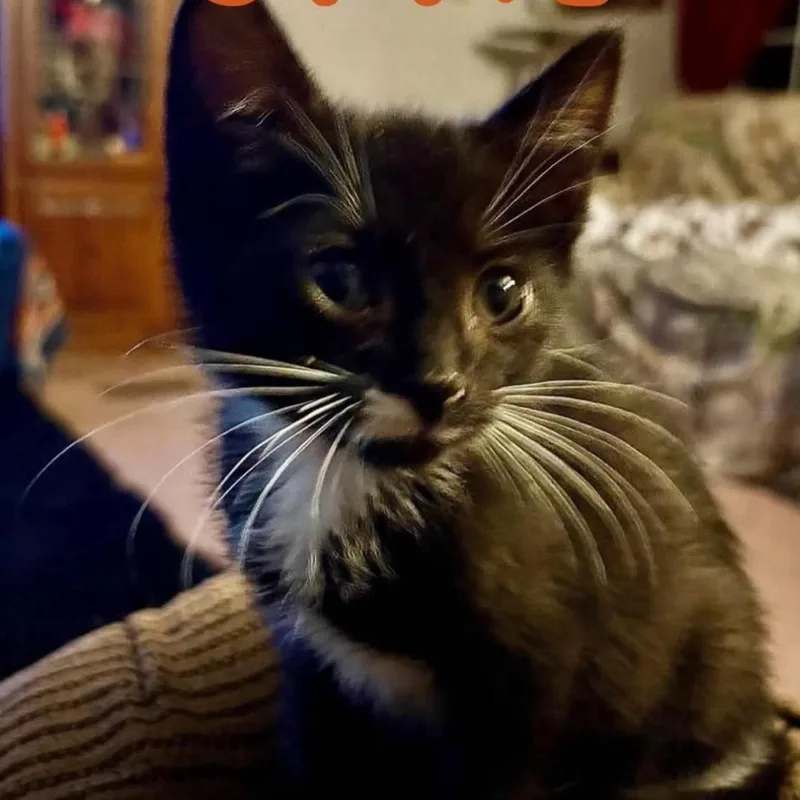 A young medium-sized female Black & White / Tuxedo American Shorthair cat named Opal for adoption in Fort Payne, AL