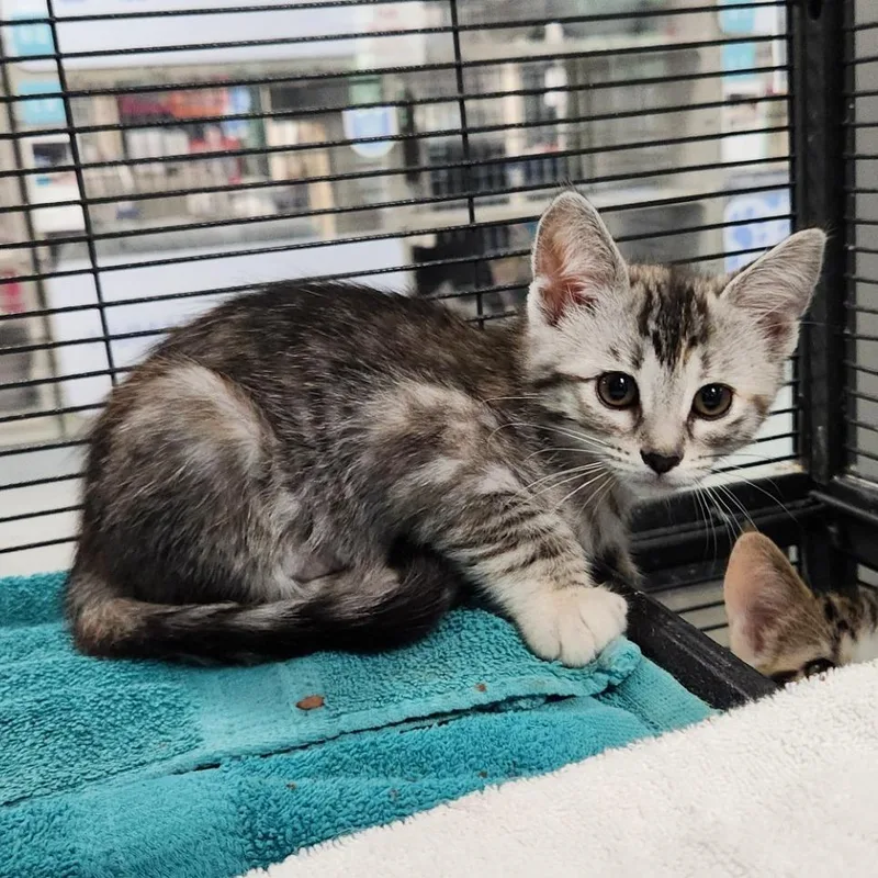 A baby small-sized female Gray / Blue / Silver Domestic Short Hair cat named Chameleon for adoption in Grand Rapids, MI
