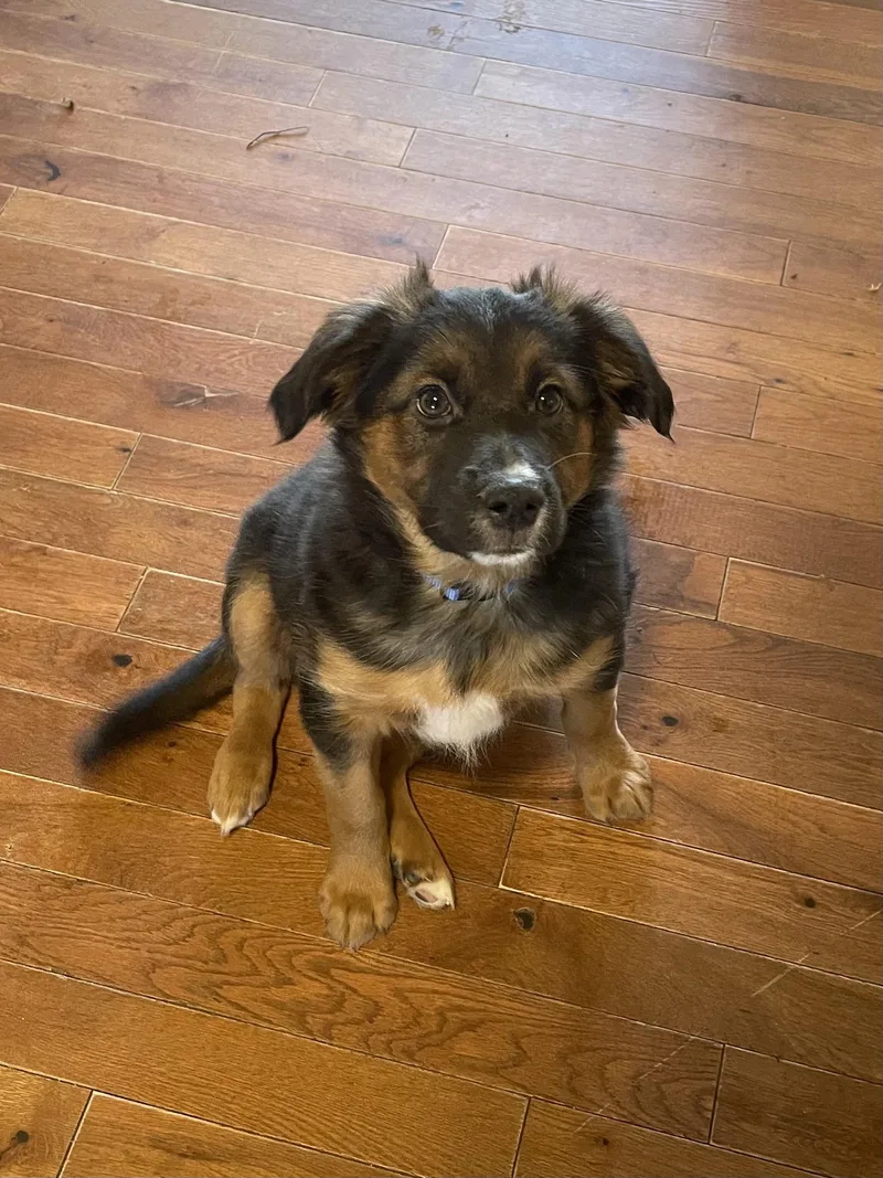 Shepherd thumbnail 2