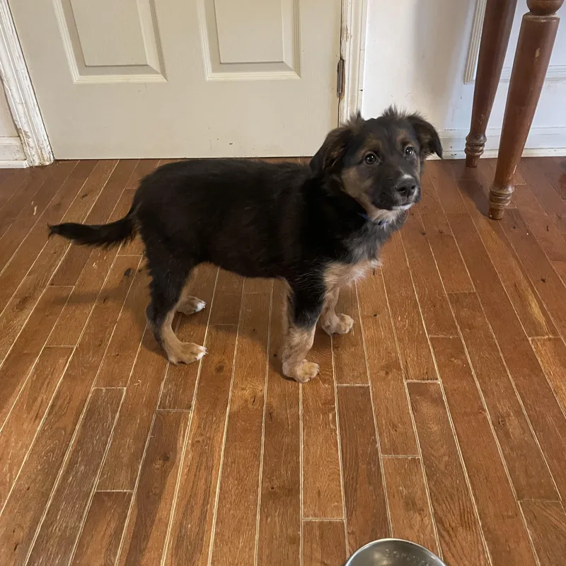 Shepherd thumbnail 3