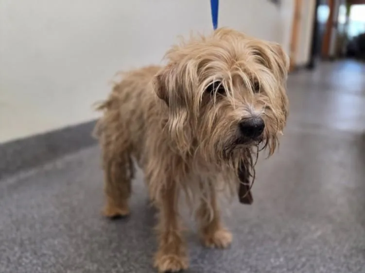 An adult medium-sized male Terrier dog named Jack for adoption in Los Angeles, CA