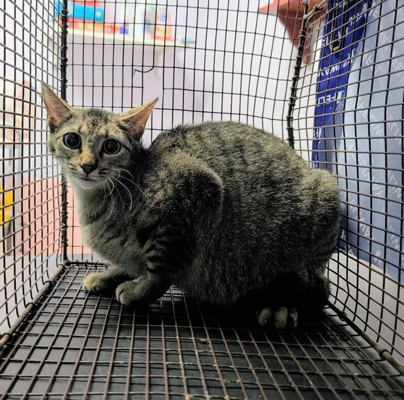 A young medium-sized female Domestic Short Hair cat named Felicia for adoption in New Braunfels, TX