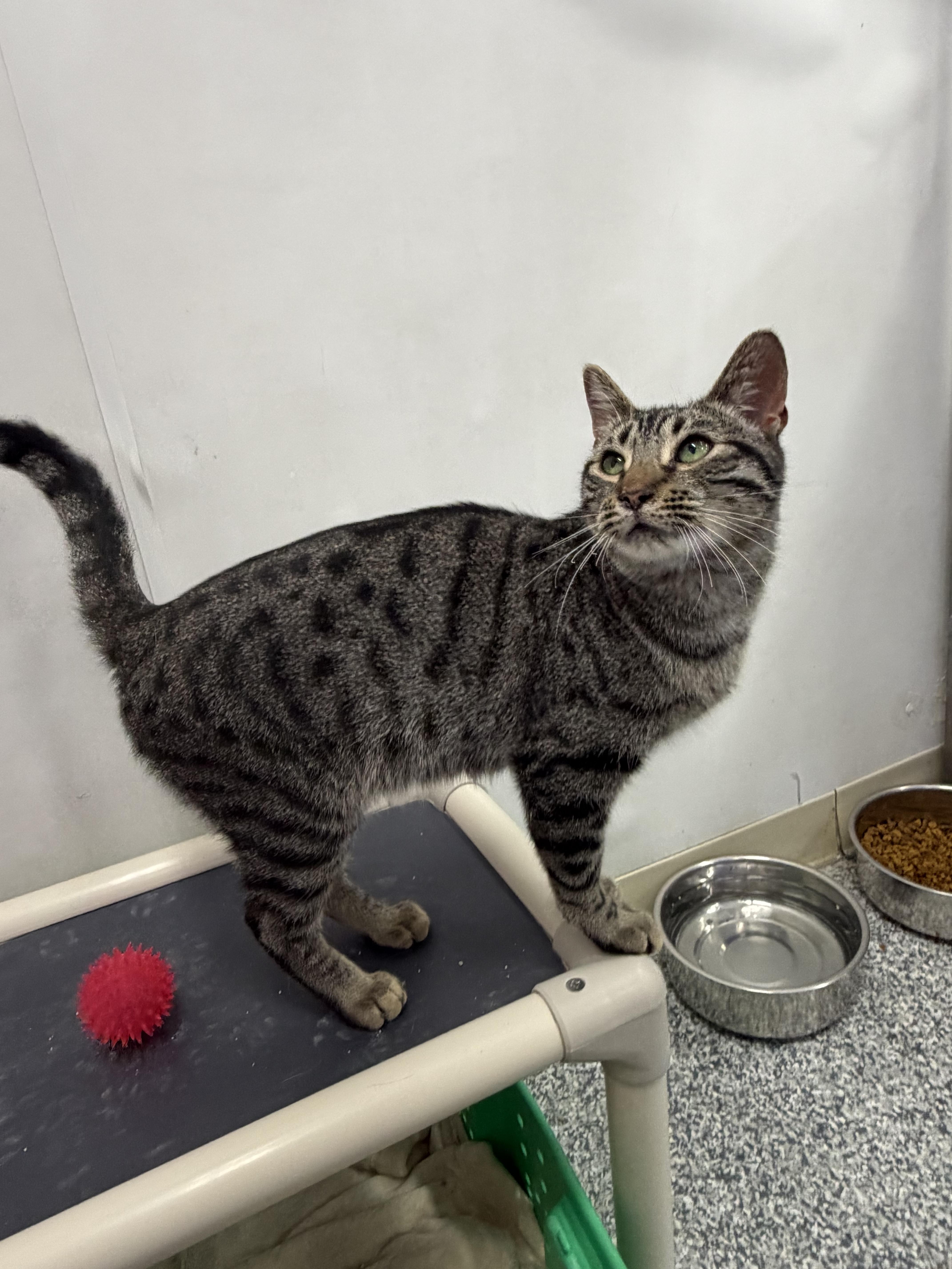 An adult medium-sized male Tabby (Brown / Chocolate) Domestic Short Hair cat named Goose for adoption in Dunkirk, NY