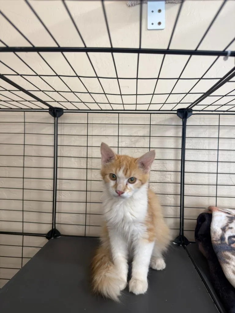 A baby small-sized male Domestic Short Hair cat named Roscoe for adoption in La Verkin, UT
