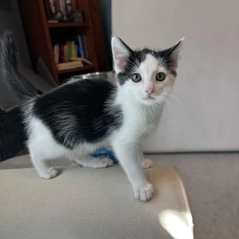 A baby small-sized male Black & White / Tuxedo Domestic Short Hair cat named Hulk for adoption in Bentonville, AR