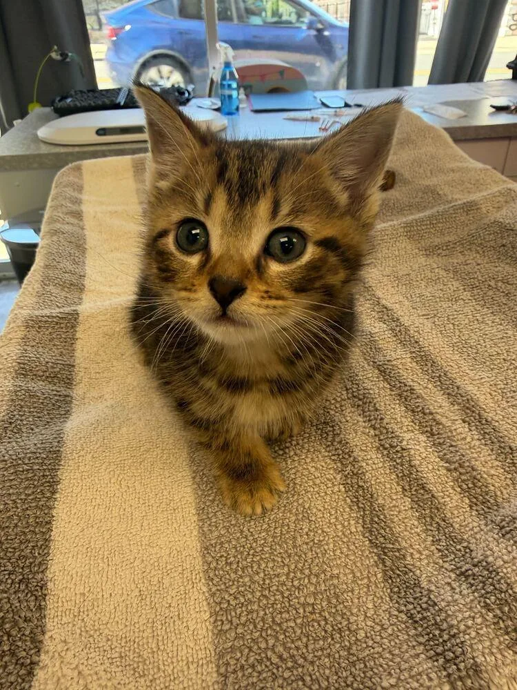 A baby medium-sized female Domestic Short Hair cat named Blush for adoption in Milltown, NJ