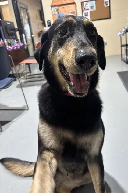 An adult large-sized male Bicolor Shepherd dog named Diva for adoption in Harlingen, TX