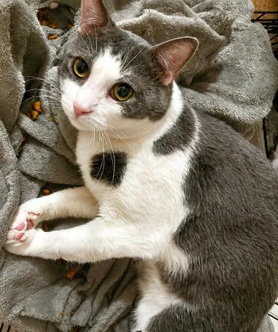 An adult medium-sized male Gray & White Domestic Short Hair cat named Kenny for adoption in Liverpool, TX