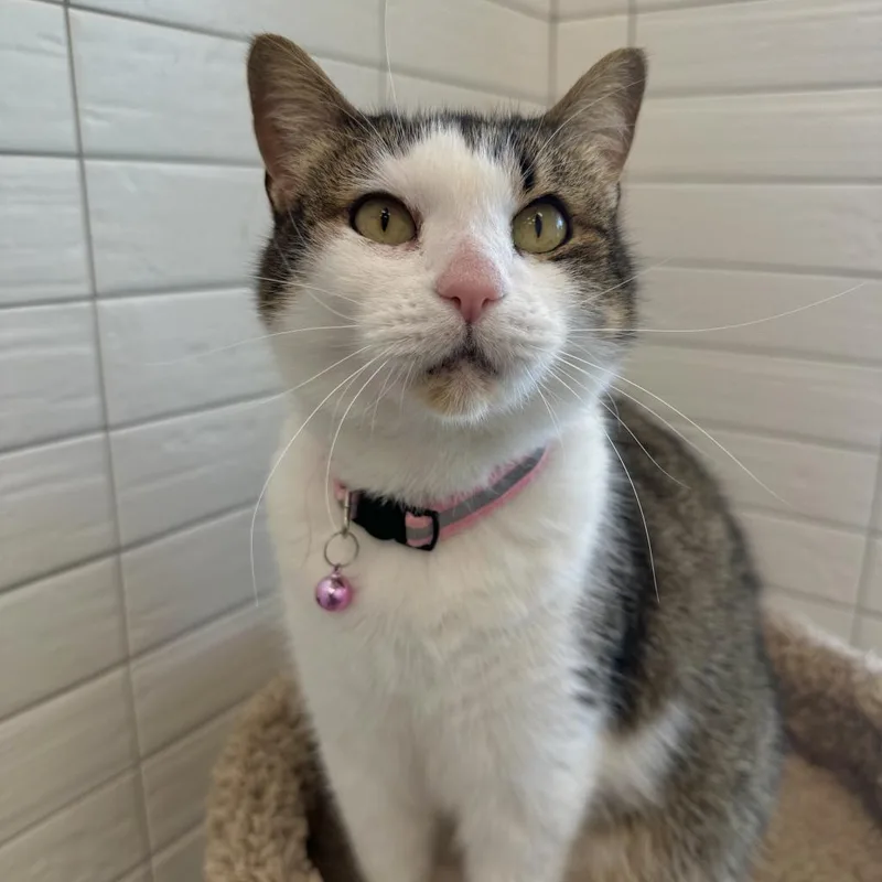 Bernadette thumbnail 2