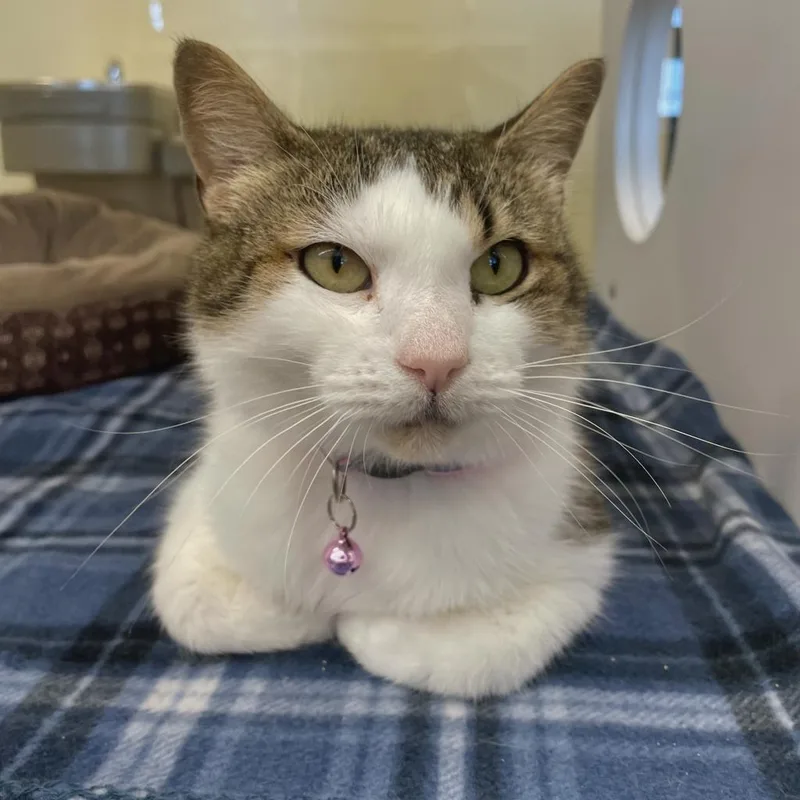 Bernadette thumbnail 6