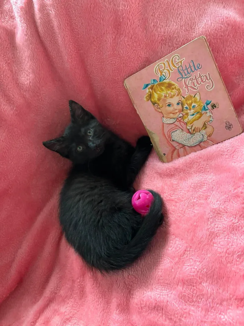 A baby small-sized female Black Domestic Short Hair cat named Hazel for adoption in Hartville, OH