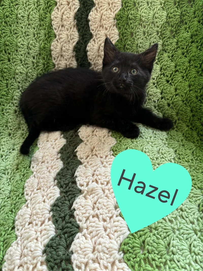 Hazel thumbnail 2
