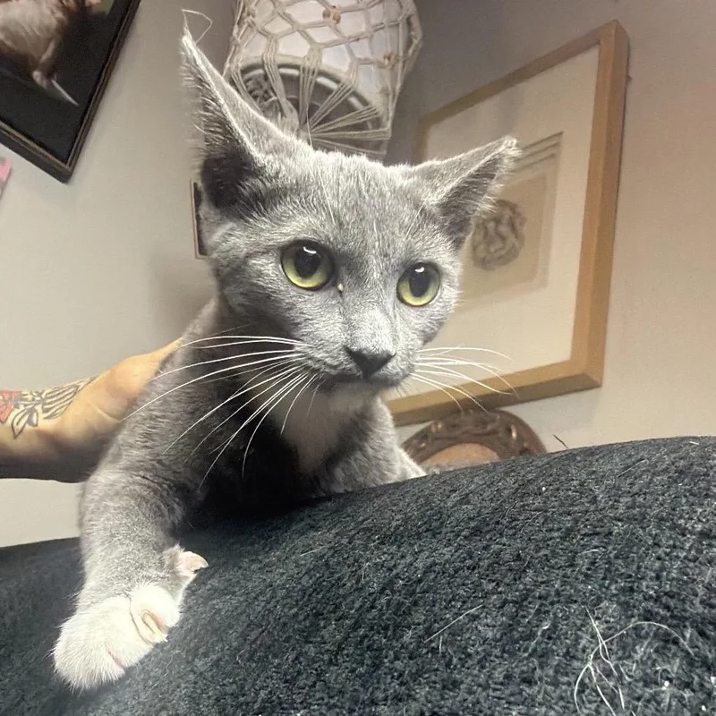 A baby small-sized female Gray / Blue / Silver Domestic Short Hair cat named Glenn Coco for adoption in Long Beach, CA