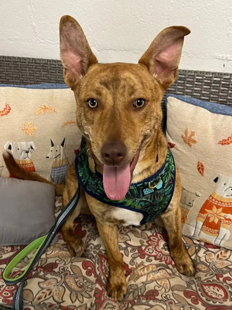 A young medium-sized male Hound dog named Atticus for adoption in Ellijay, GA