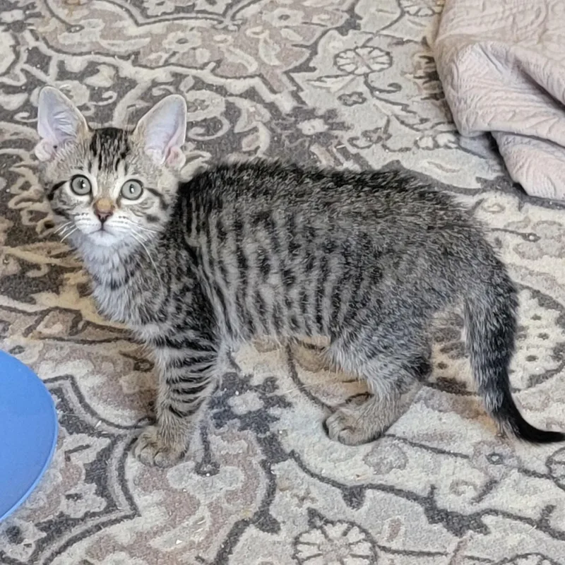A baby medium-sized female Tabby (Gray / Blue / Silver) Domestic Short Hair cat named Jackie for adoption in Wyandotte, MI