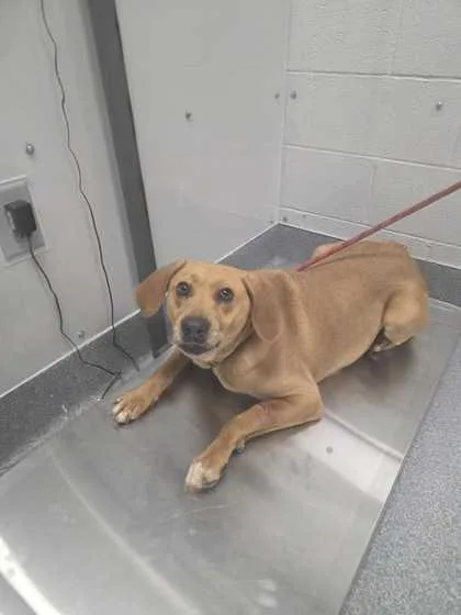 A senior large-sized male Mixed Breed dog named Darrell for adoption in Sevierville, TN