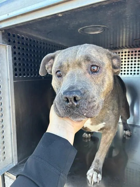 An adult large-sized female Pit Bull Terrier dog named Sasha for adoption in Phoenix, AZ