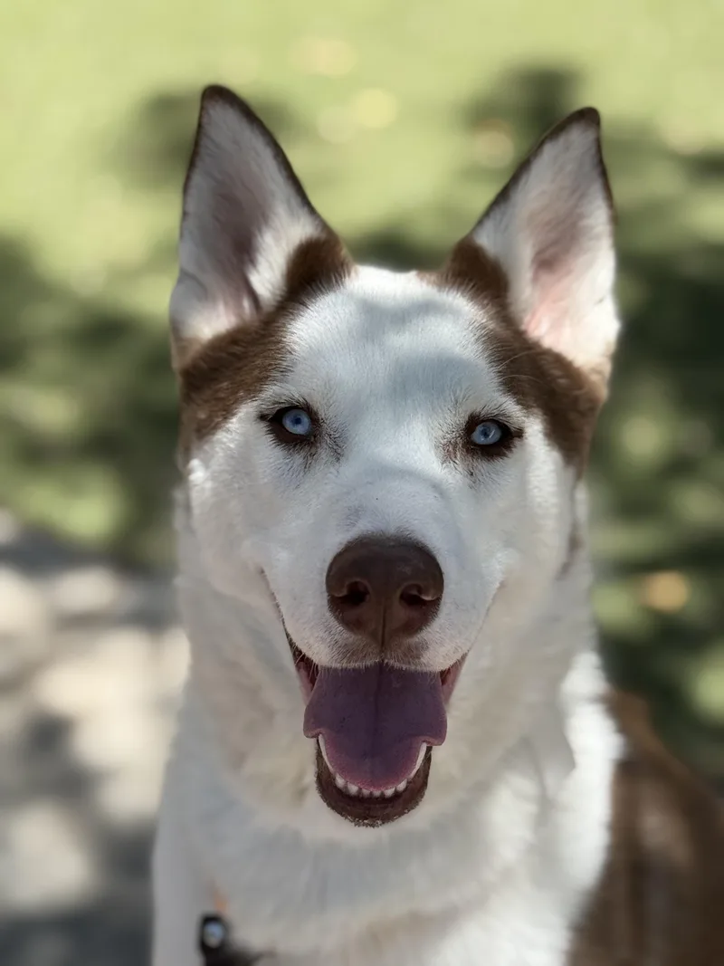 Chase