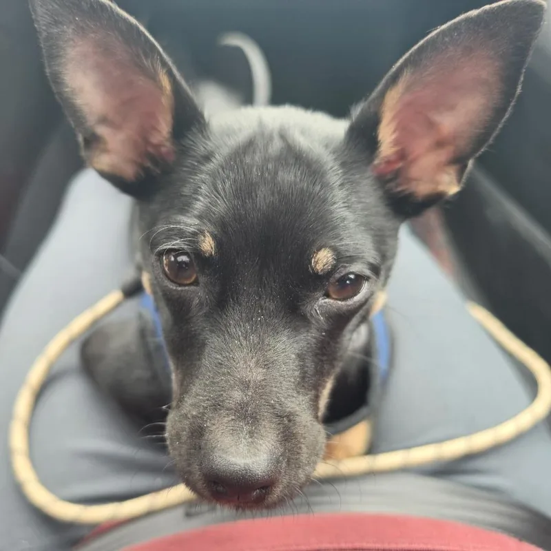 A baby small-sized male Black Chihuahua dog named Crunchwrap Supreme D for adoption in Minnetonka, MN