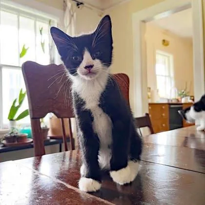 A baby small-sized male Black Domestic Short Hair cat named Pinocchio for adoption in Atlanta, GA