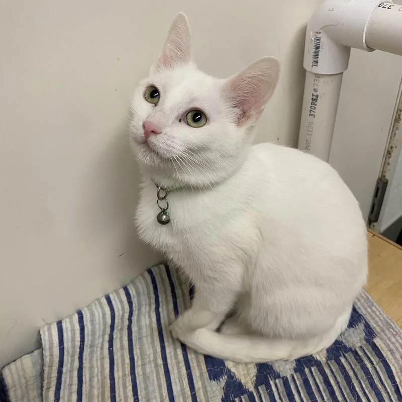 A young medium-sized male White Domestic Short Hair cat named Duke for adoption in Westminster, CA