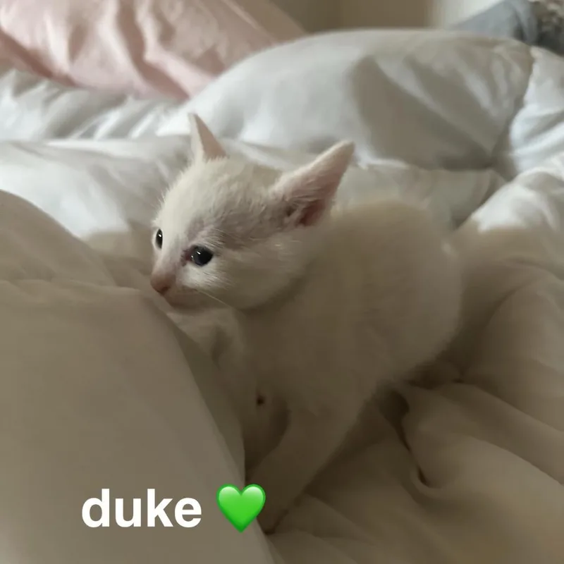 Duke thumbnail 2