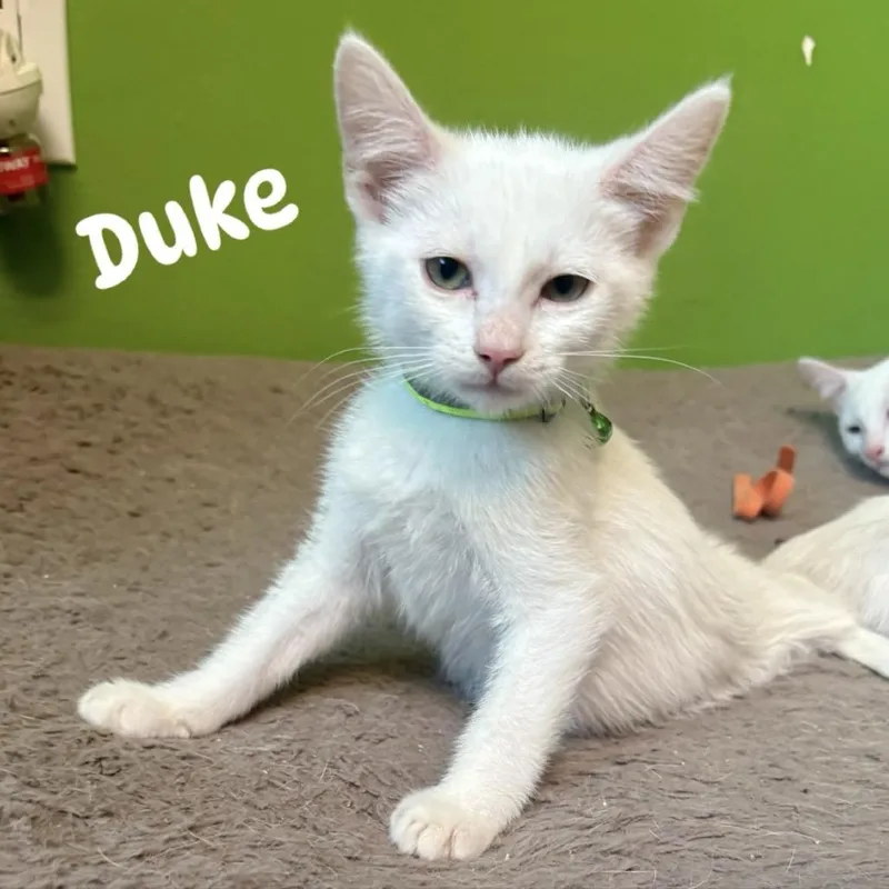 Duke thumbnail 3