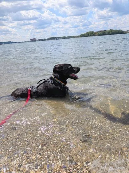 An adult large-sized male Mixed Breed dog named Horace in Maine for adoption in Cumberland, ME