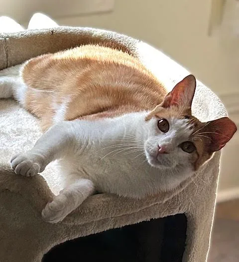 An adult medium-sized female Domestic Short Hair cat named Chessy GoldenEyed Beauty for adoption in Lemoyne, PA