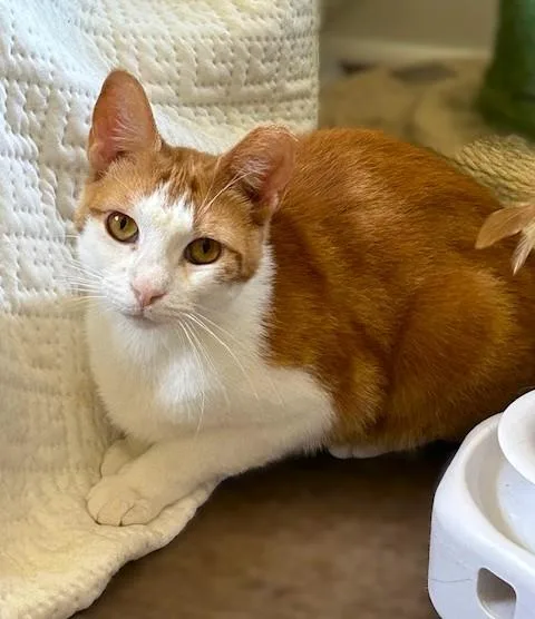 Chessy GoldenEyed Beauty thumbnail 2