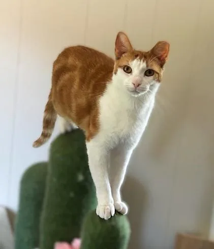 Chessy GoldenEyed Beauty thumbnail 3