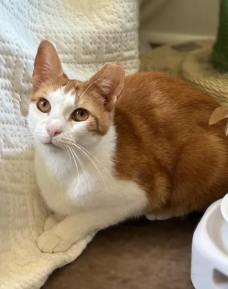 Chessy GoldenEyed Beauty thumbnail 4