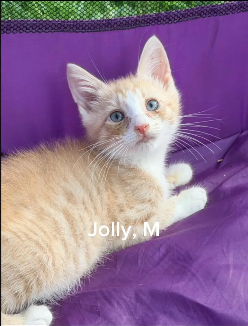 A baby small-sized male Domestic Short Hair cat named Jolly for adoption in Shrewsbury, MA