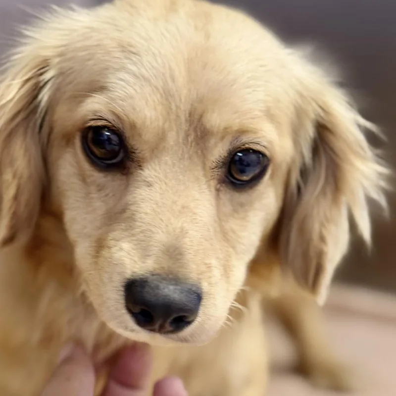 A young small-sized female Yellow / Tan / Blond / Fawn Spaniel dog named Blondie for adoption in Fresno, CA